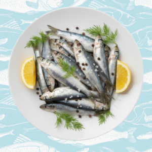 kavala – sardine fish
