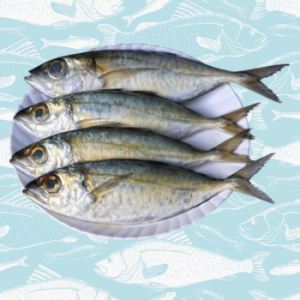 muzhiyan – big eye mackerel