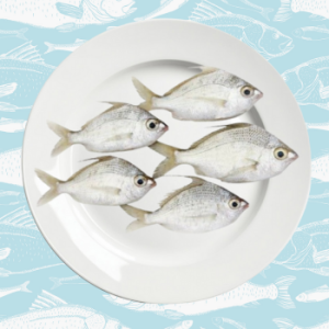 oodan – silver biddy fish