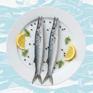 saimon – small barracuda fish