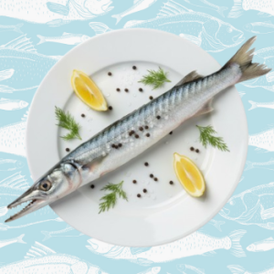 sheela – barracuda fish