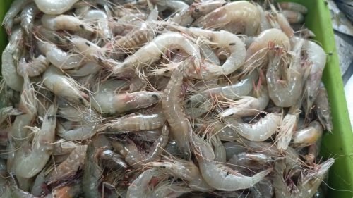 WhatsApp-Image-2025-10-17-at-12.43.22 98a6312f