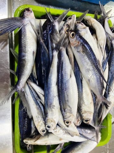 WhatsApp-Image-2025-10-17-at-12.43.23 37a23bbb