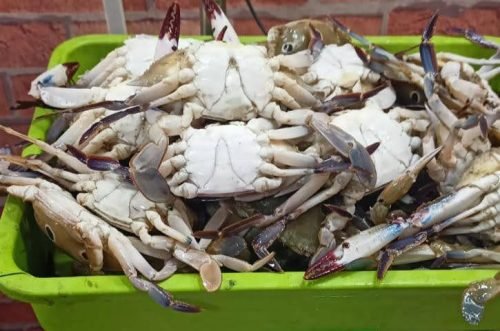 WhatsApp-Image-2025-10-17-at-12.43.25 137cacef